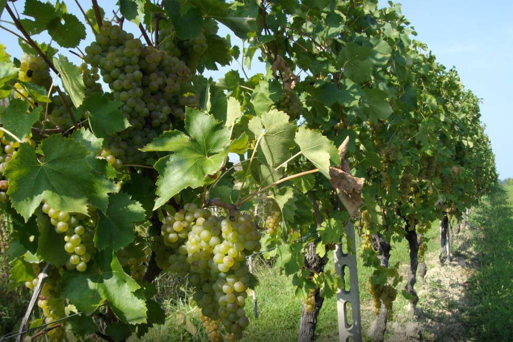 Cascina Tabachera X10 Country House Sirmione Garda Lake Pozzolengo Esterno foto